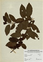 藏品(杜莖山)的圖片